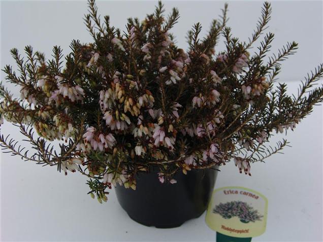 Erica carnea 'Rubinteppich' Erica carnea 'Rubinteppich'