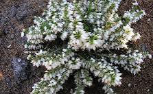 Erica carnea 'Snow Queen'
