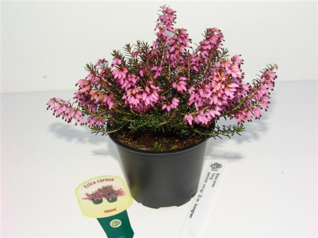 Erica carnea 'Viking' Erica carnea 'Viking'