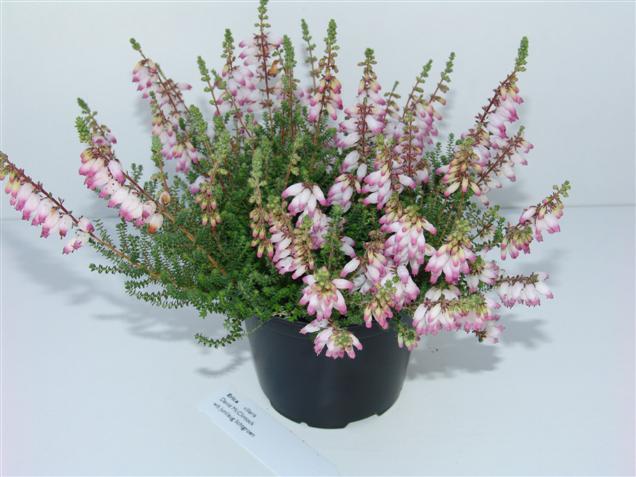 Erica ciliaris 'David McClintock'