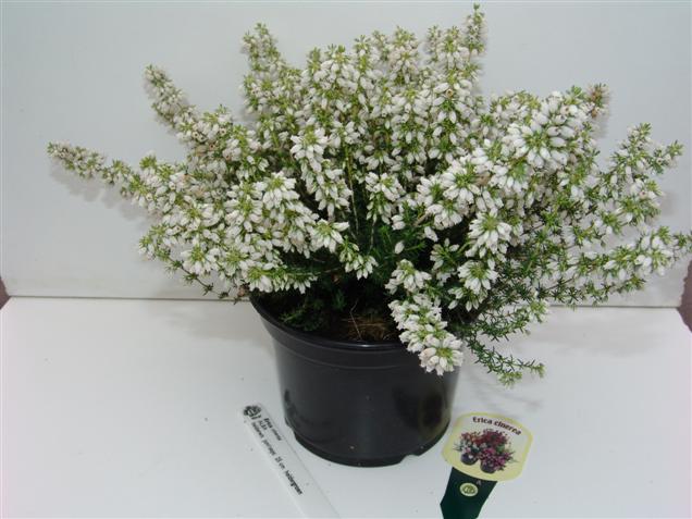 Erica cinerea 'Alba' Erica cinerea 'Alba'
