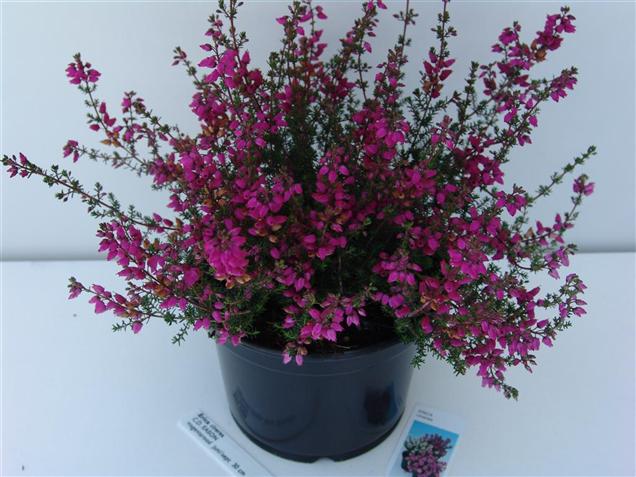Erica cinerea 'C.D. Eason'
