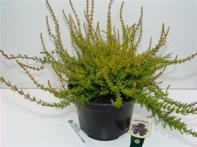 Erica cinerea 'Golden Hue'