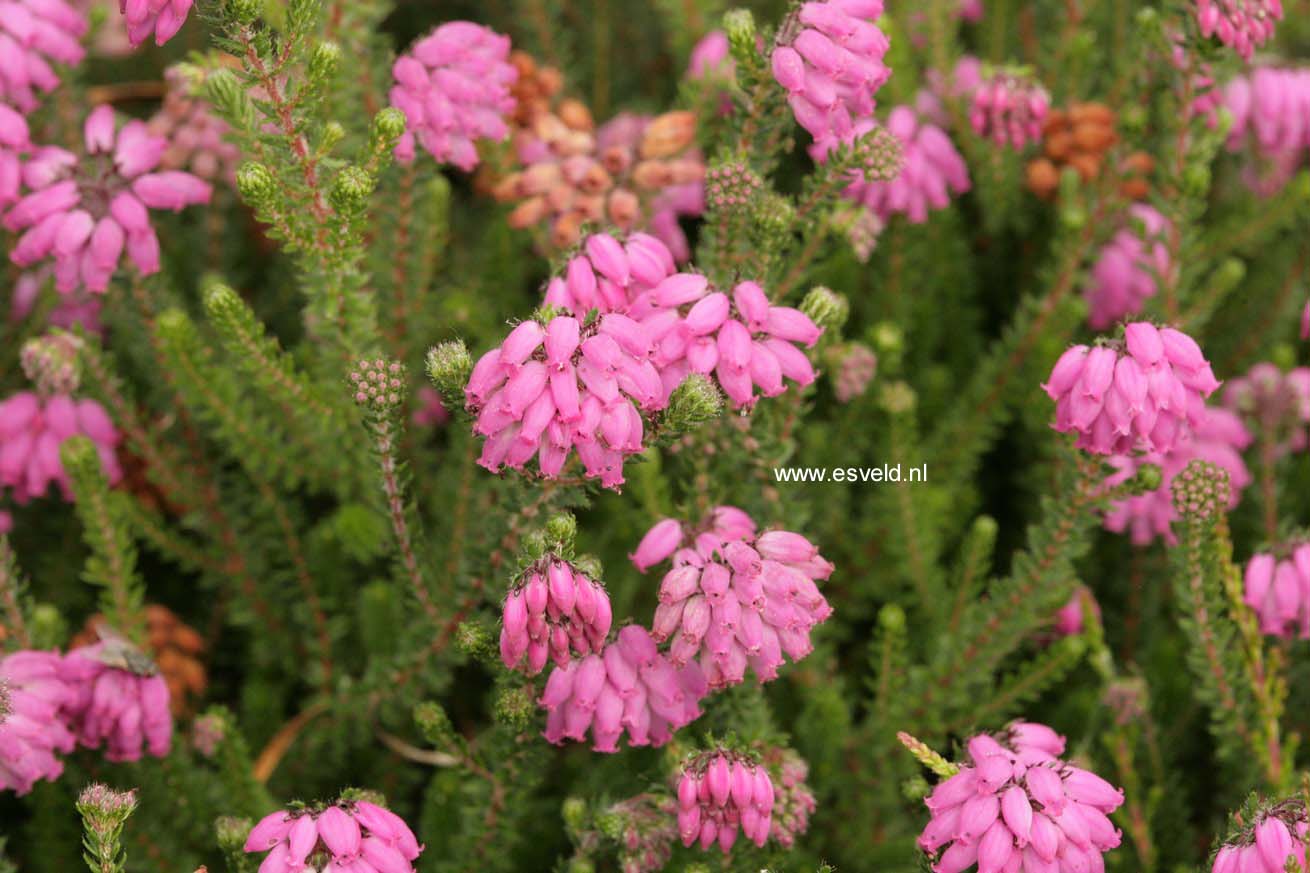 Erica mackaiana 'Plena' (44286)