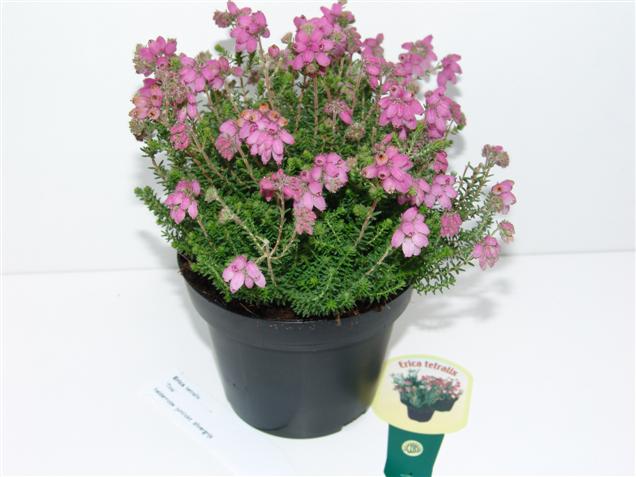 Erica tetralix 'Tina' Erica tetralix 'Tina'