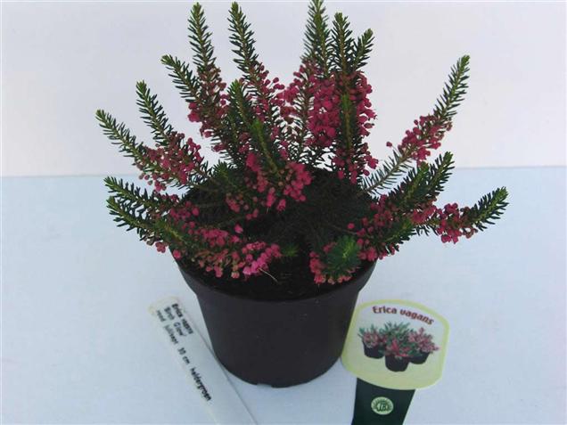 Erica vagans 'Birch Glow'
