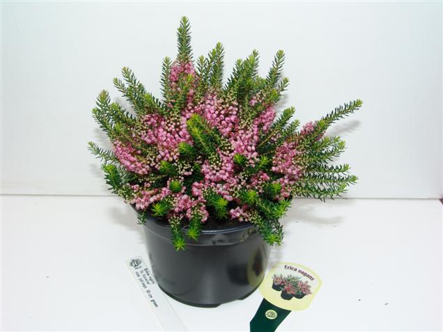 Erica vagans 'St. Keverne'