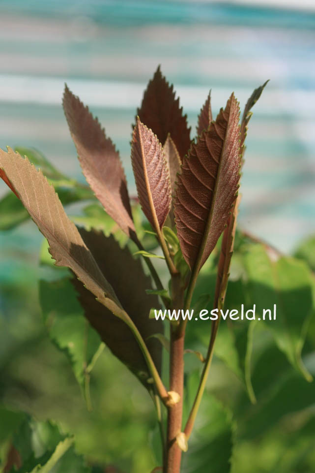 Eriobotrya deflexa Eriobotrya deflexa