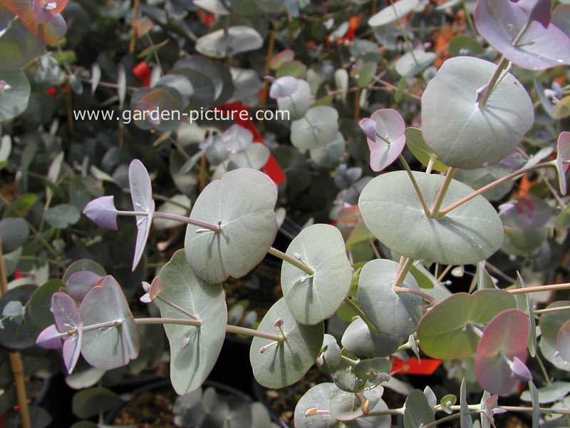 Eucalyptus perriniana (67416)