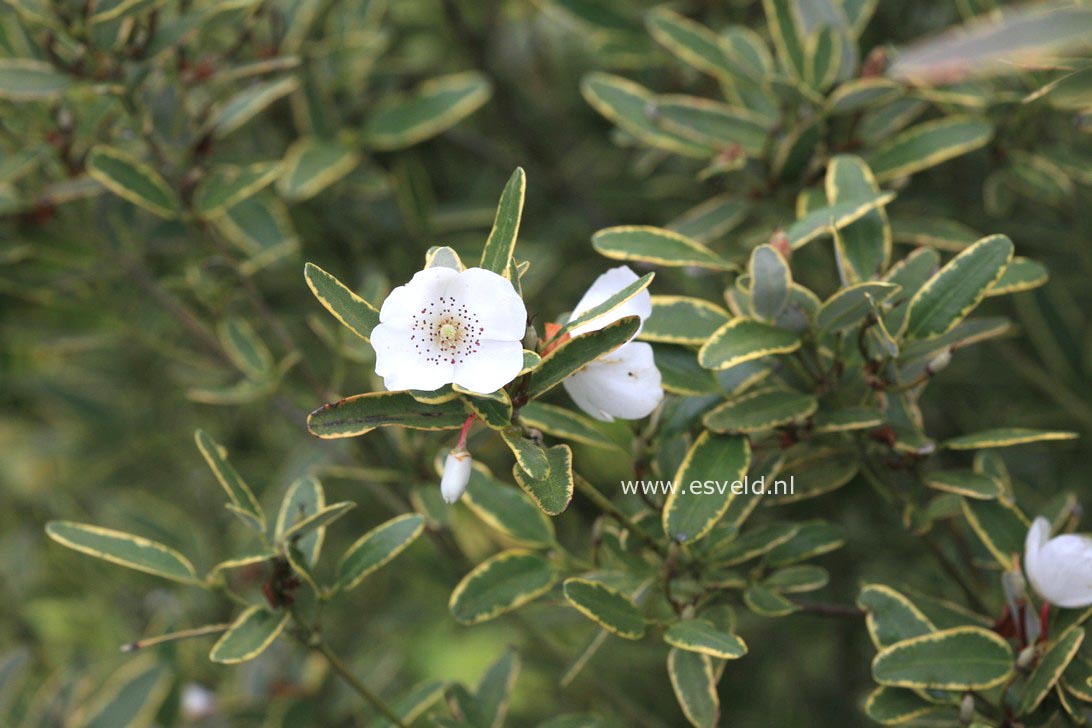 Eucryphia lucida 'Gilt Edge'