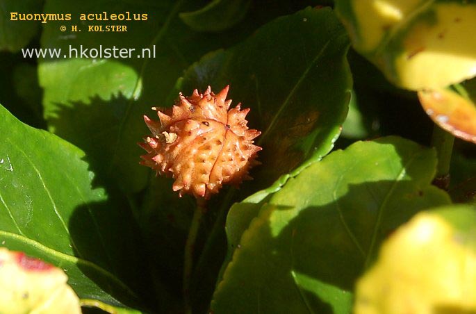 Euonymus aculeatus