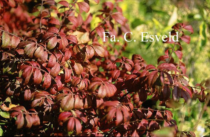 Euonymus alatus 'Fireball'