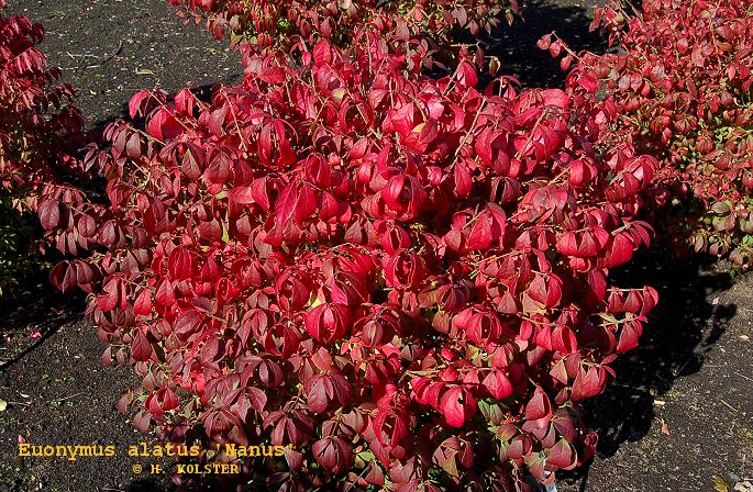Euonymus alatus 'Nanus'