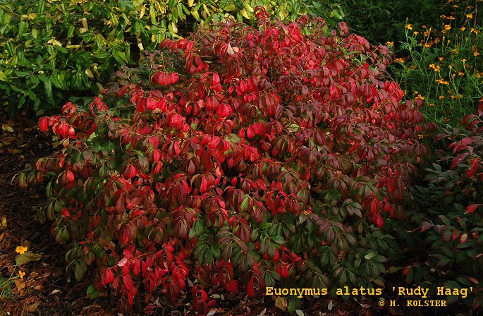 Euonymus alatus 'Rudy Haag'