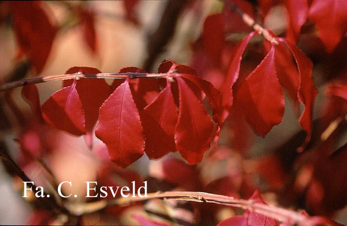 Euonymus alatus 'Timber Creek' (CHICAGO FIRE)