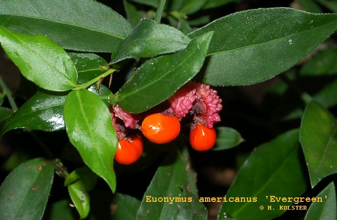 Euonymus americanus 'Evergreen' Euonymus americanus 'Evergreen'