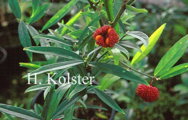 Euonymus americanus 'Narrow Leaf' Euonymus americanus 'Narrow Leaf'