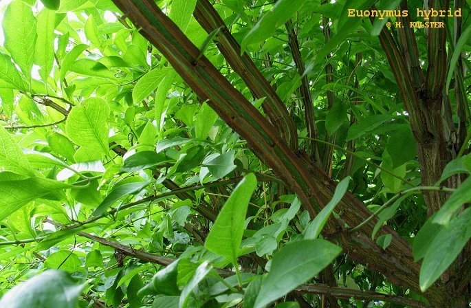 Euonymus bungeanus x phellomanus