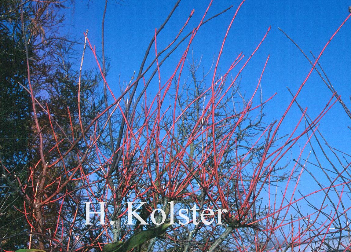 Euonymus europaeus 'Variegatus' Euonymus europaeus 'Variegatus'