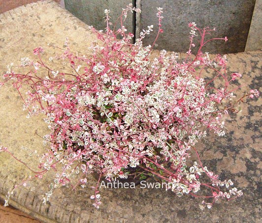 Euonymus fortunei 'Silver Carpet' Euonymus fortunei 'Silver Carpet'