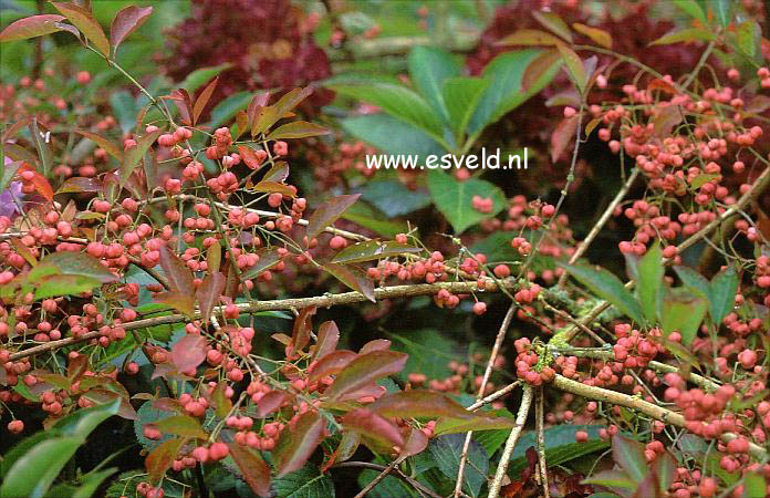 Euonymus hamiltonianus 'Coral Charm' Euonymus hamiltonianus 'Coral Charm'