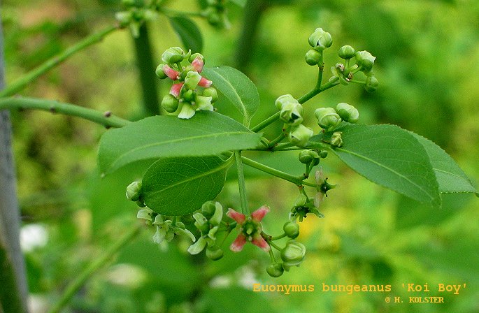 Euonymus hamiltonianus 'Koi Boy'
