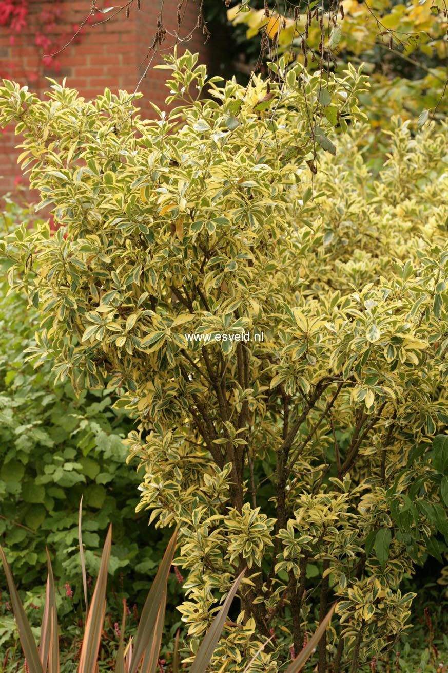 Euonymus japonicus 'Bravo'