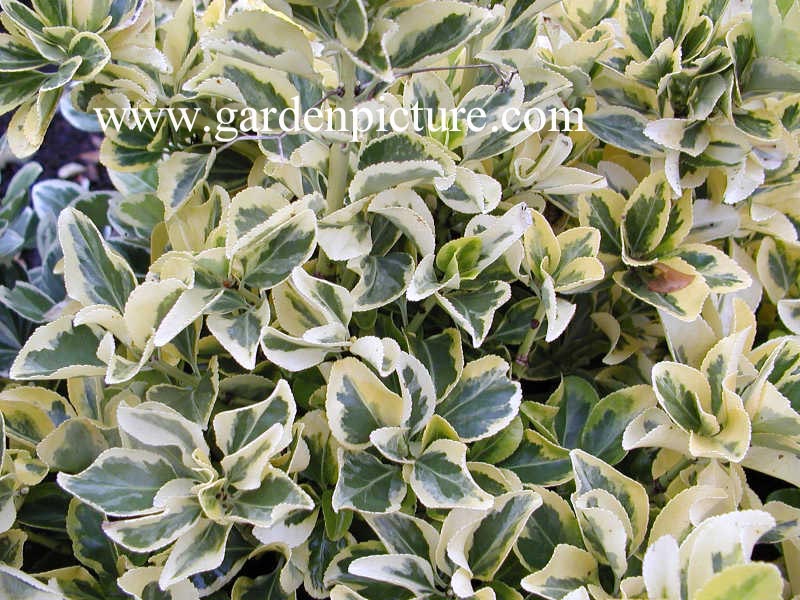 Euonymus japonicus 'Microphyllus Aureovariegatus'