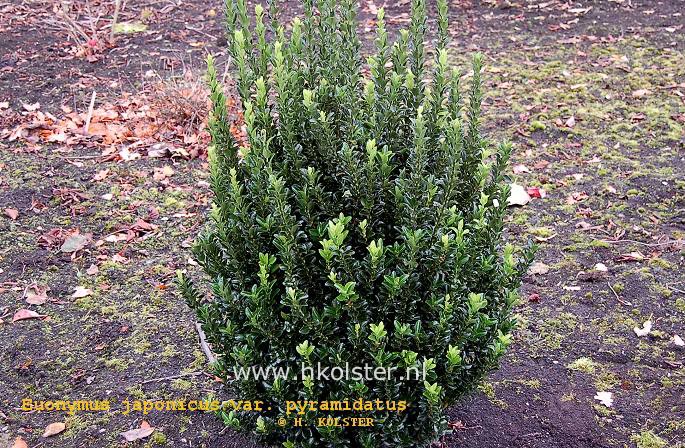 Euonymus japonicus 'Pyramidatus'