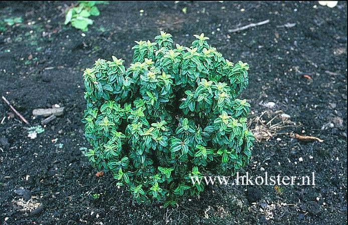 Euonymus japonicus 'Rykujo' Euonymus japonicus 'Rykujo'