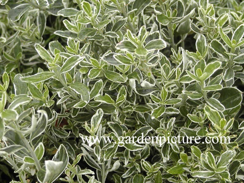 Euonymus japonicus 'Susan'