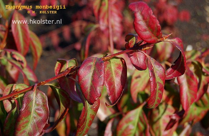 Euonymus monbeigii Euonymus monbeigii