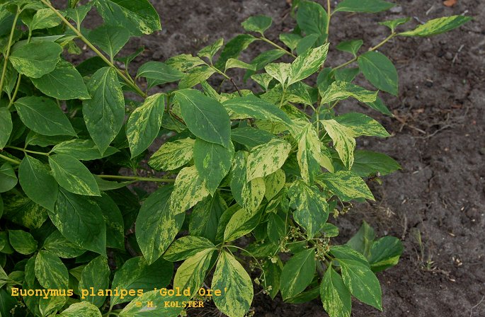 Euonymus planipes 'Gold Ore' Euonymus planipes 'Gold Ore'