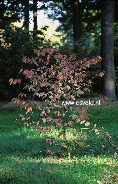 Euonymus planipes 'Sancho'
