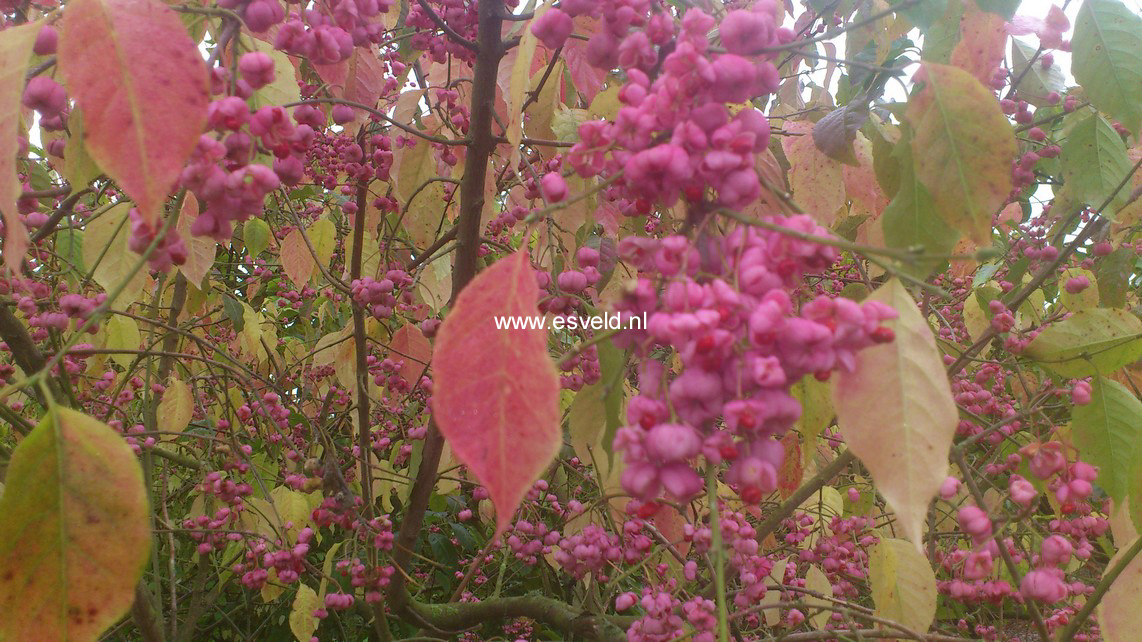 Euonymus trapococcus