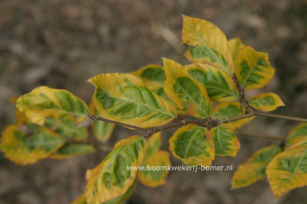 Fagus sylvatica 'Gold Edge'