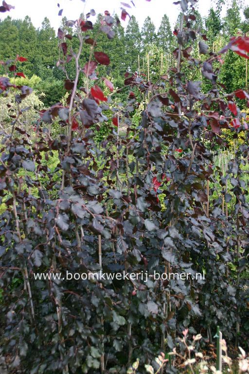 Fagus sylvatica 'Haaren' (84397)