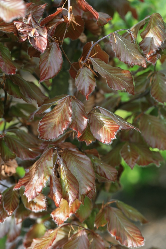 Fagus sylvatica 'Rohan Pyramid' (26162)