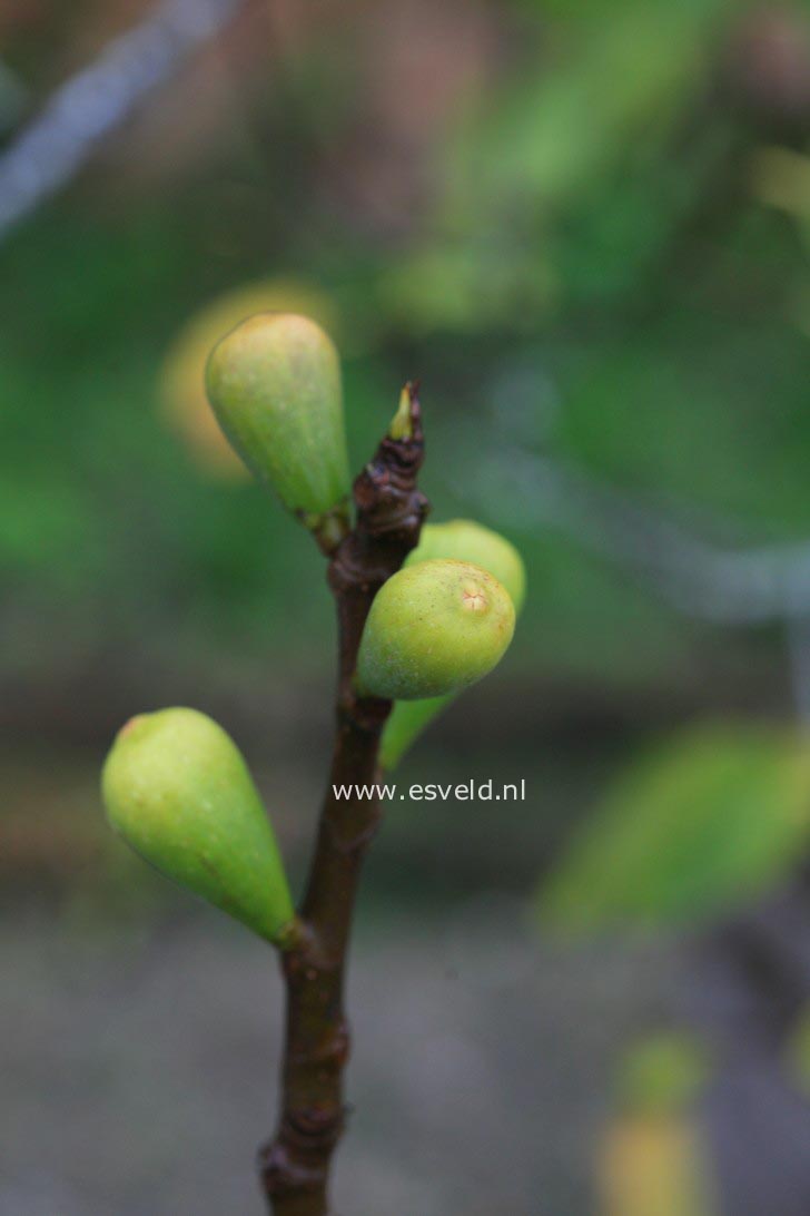 Ficus carica 'Brunswick' (32204)