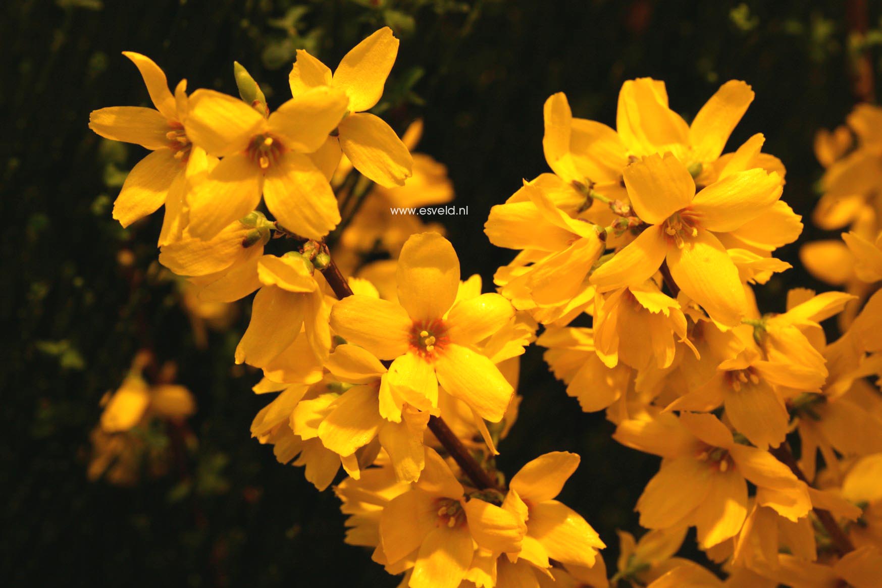 Forsythia intermedia 'Goldrausch' (37661)