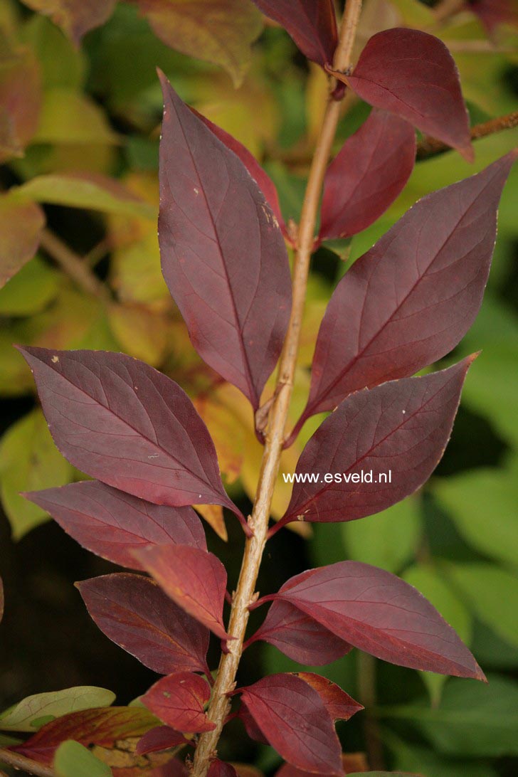 Forsythia ovata 'Marie-Louise' (60922)