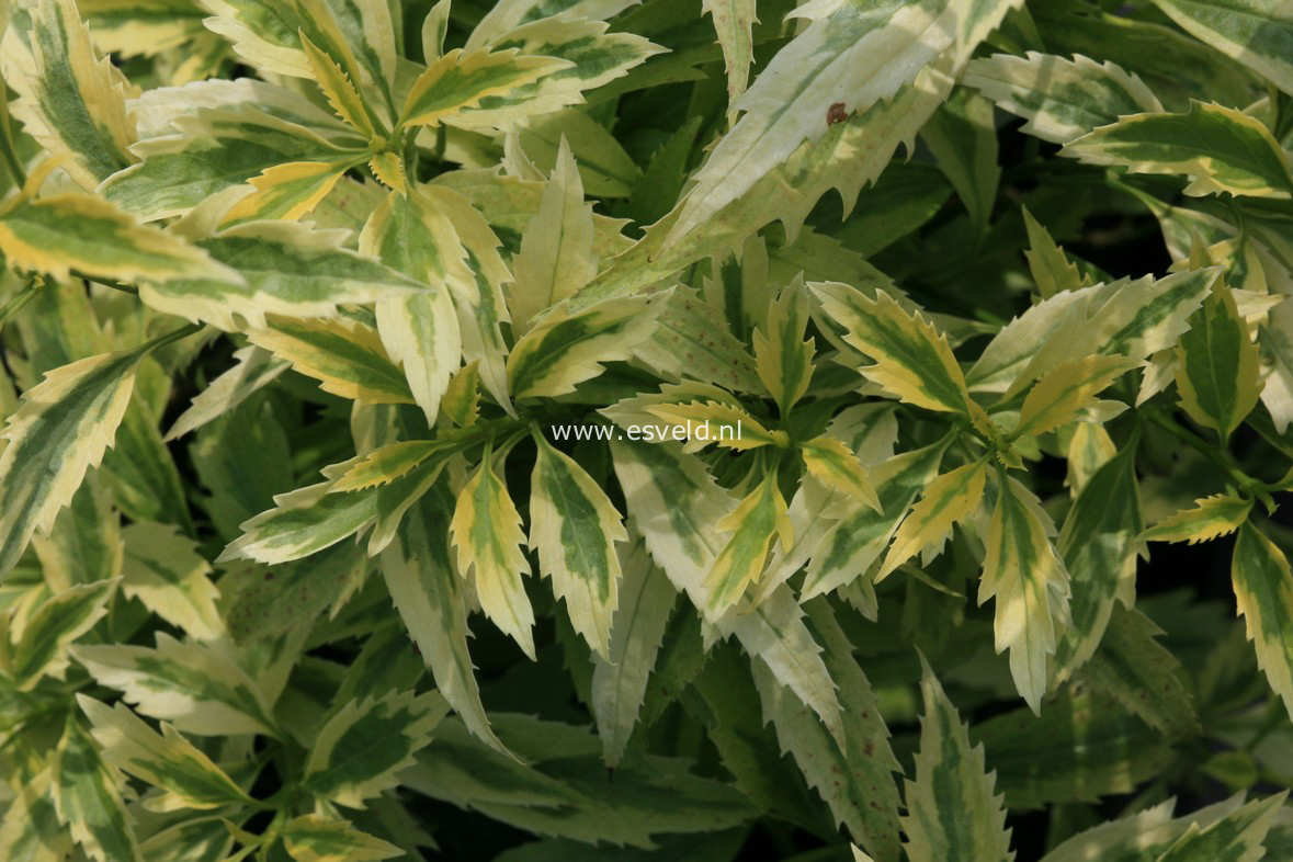 Forsythia viridissima 'MckCitrine' (CITRUS SWIZZLE) (30052)