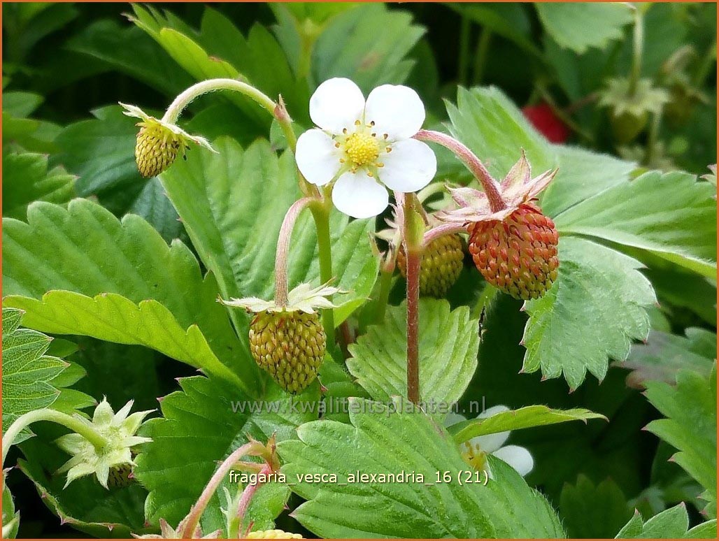 Fragaria vesca 'Alexandria' (C1121)