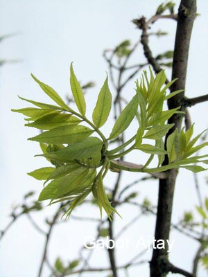 Fraxinus excelsior 'Allgold'