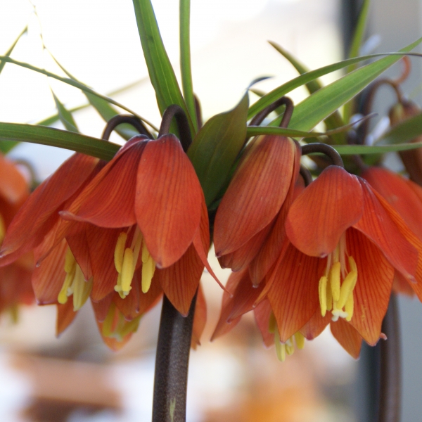 Fritillaria 'Chopin' (82826)