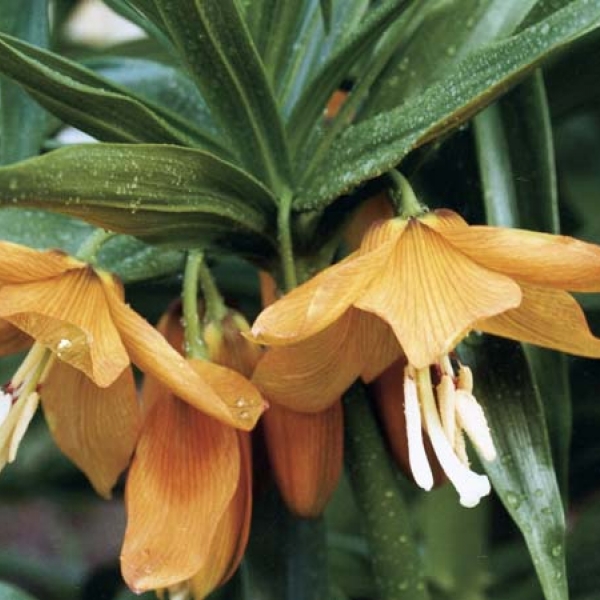 Fritillaria eduardii (82829)
