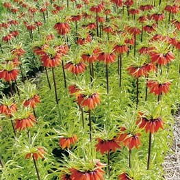 Fritillaria imperialis 'Aureomarginata'