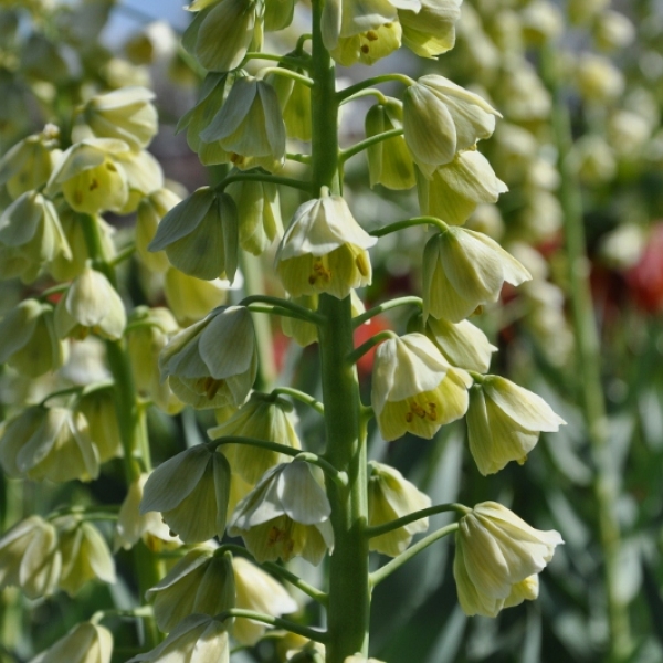 Fritillaria persica 'Ivory Bells' (82828)