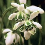 Galanthus 'Hippolyta'