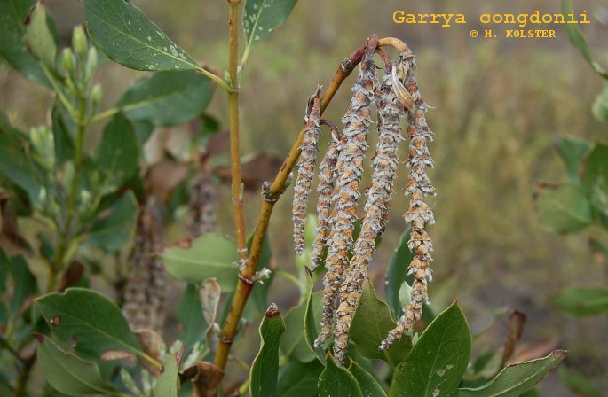 Garrya congdonii (81812)